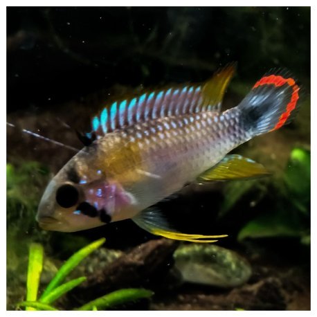 Apistogramma panduro