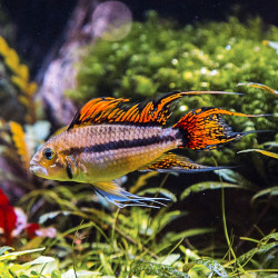 Apistogramma cacatuoides Double Red Apistogramma cacatuoides Double Red