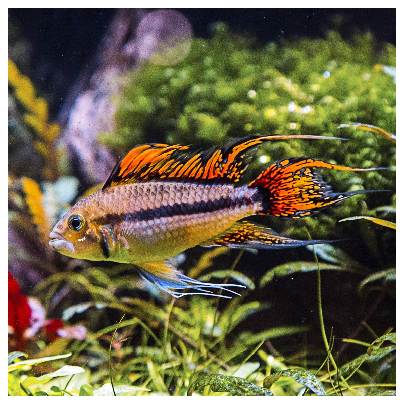 Apistogramma cacatuoides Double Red