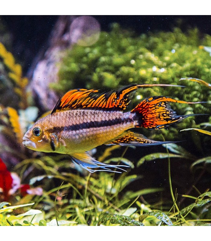 Apistogramma cacatuoides Double Red