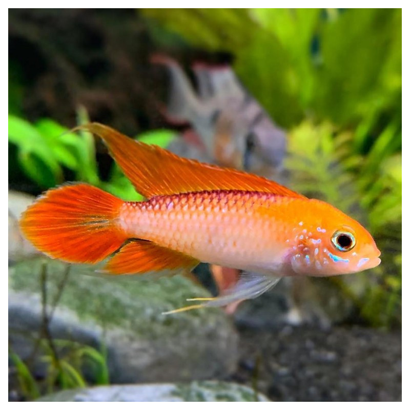 Apistogramma agassizii rojo fuego