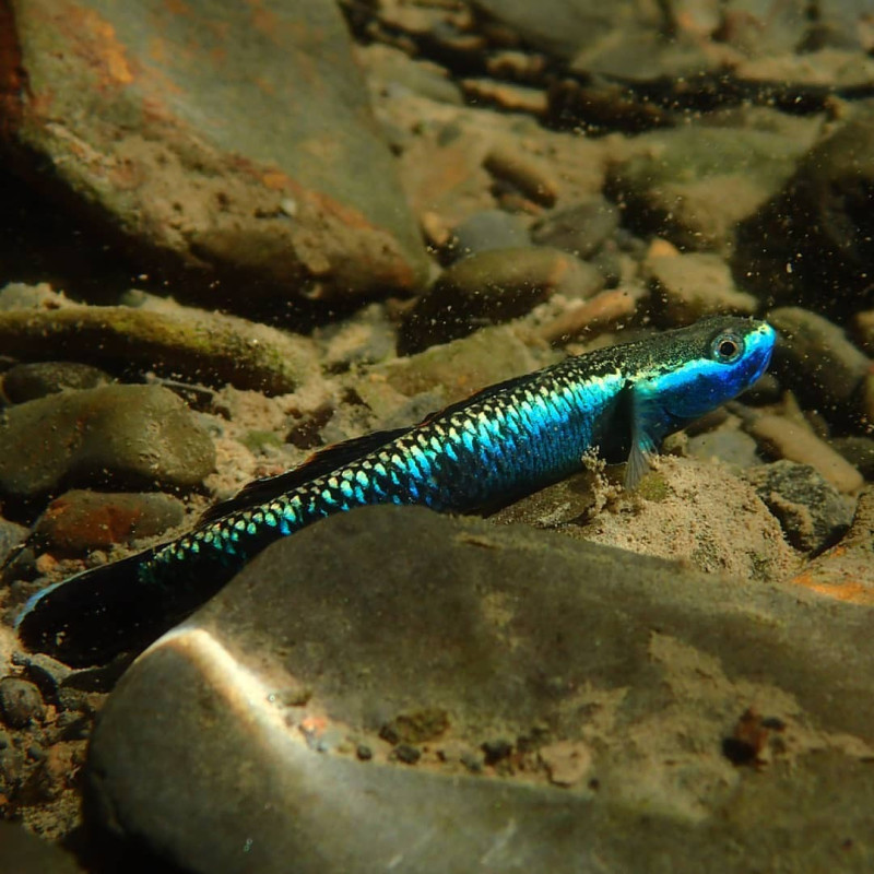Stiphodon sp. Undio Blue - Góbio Comedor de Algas Azul 4cm