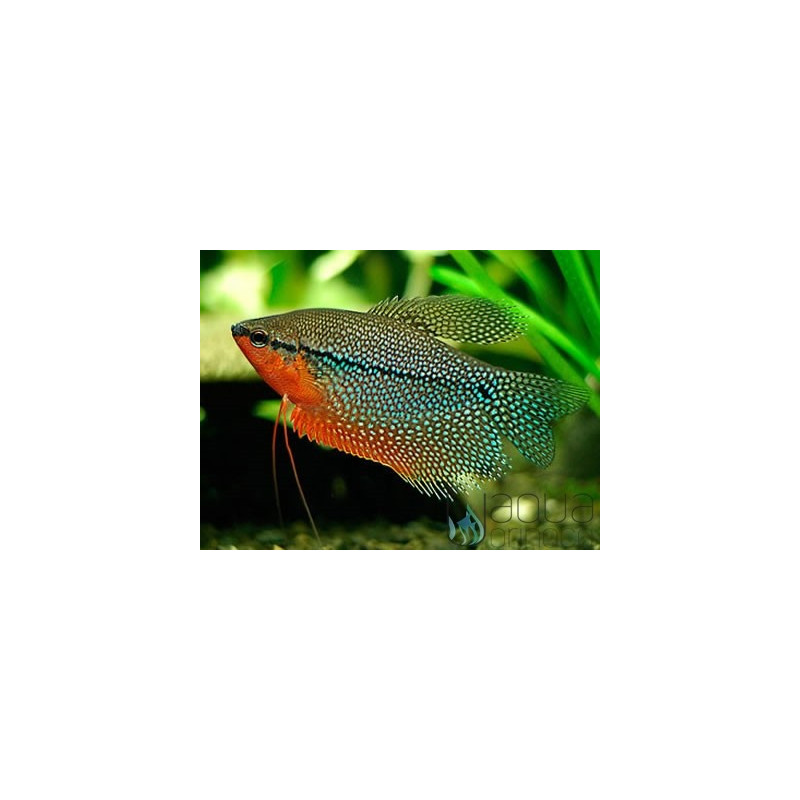 Gourami Pérola - Trichopodus leerii 6-7cm