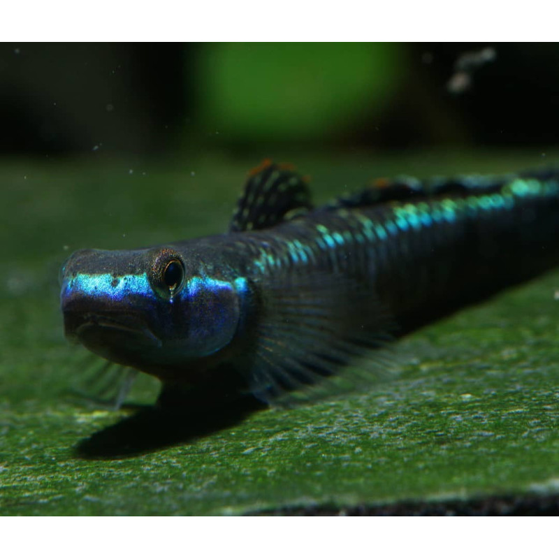 Stiphodon sp. Undio Blue - Góbio Comedor de Algas Azul 4cm