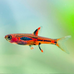 Rasbora Mosquito - Boraras brigittae Rasbora Mosquito - Boraras brigittae