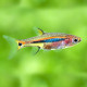 Rasbora Urophthalmoides - Boraras Urophthalmoides