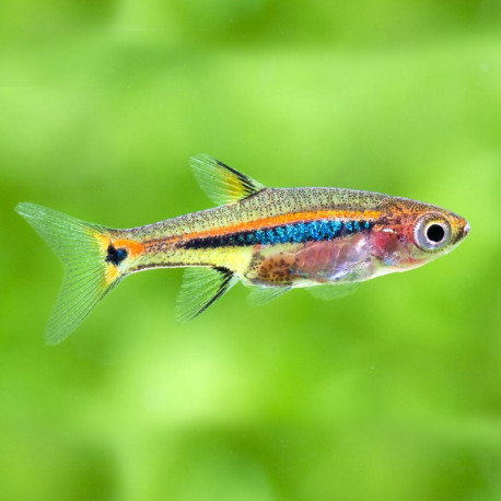 Rasbora Urophthalmoides - Boraras Urophthalmoides Rasbora Urophthalmoides - Boraras Urophthalmoides