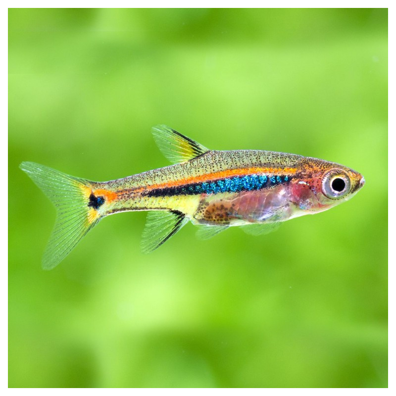 Rasbora Urophthalmoides - Boraras Urophthalmoides