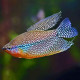 Gourami Pérola - Trichopodus leerii 6-7cm