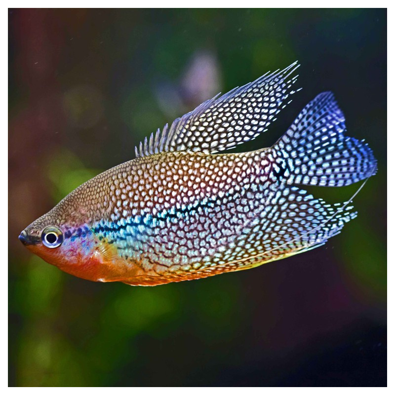 Gourami Pérola - Trichopodus leerii 6-7cm
