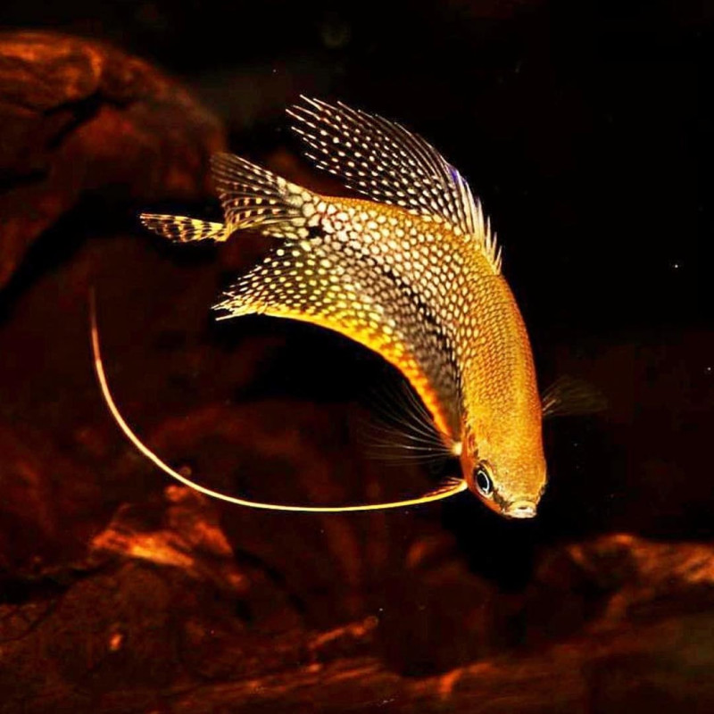 Gurami dorado - Trichopodus trichopterus Gurami dorado - Trichopodus trichopterus