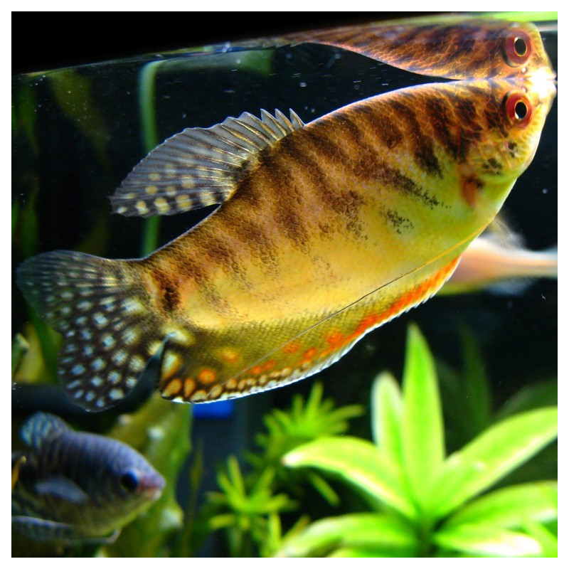 Gourami Dourado - Trichopodus trichopterus