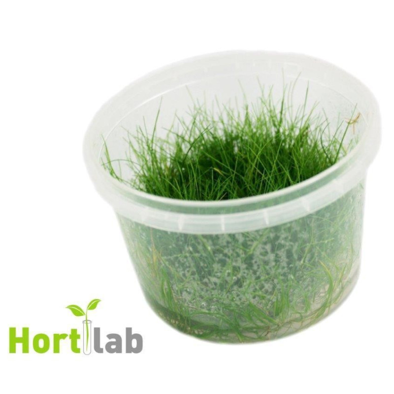 Eleocharis sp. mini Eleocharis sp. mini