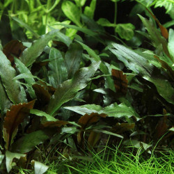 Cryptocoryne beckettii 'Petchii' Cryptocoryne beckettii 'Petchii'