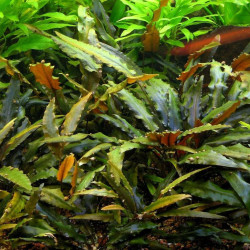Cryptocoryne wendtii Tropica Cryptocoryne wendtii Tropica