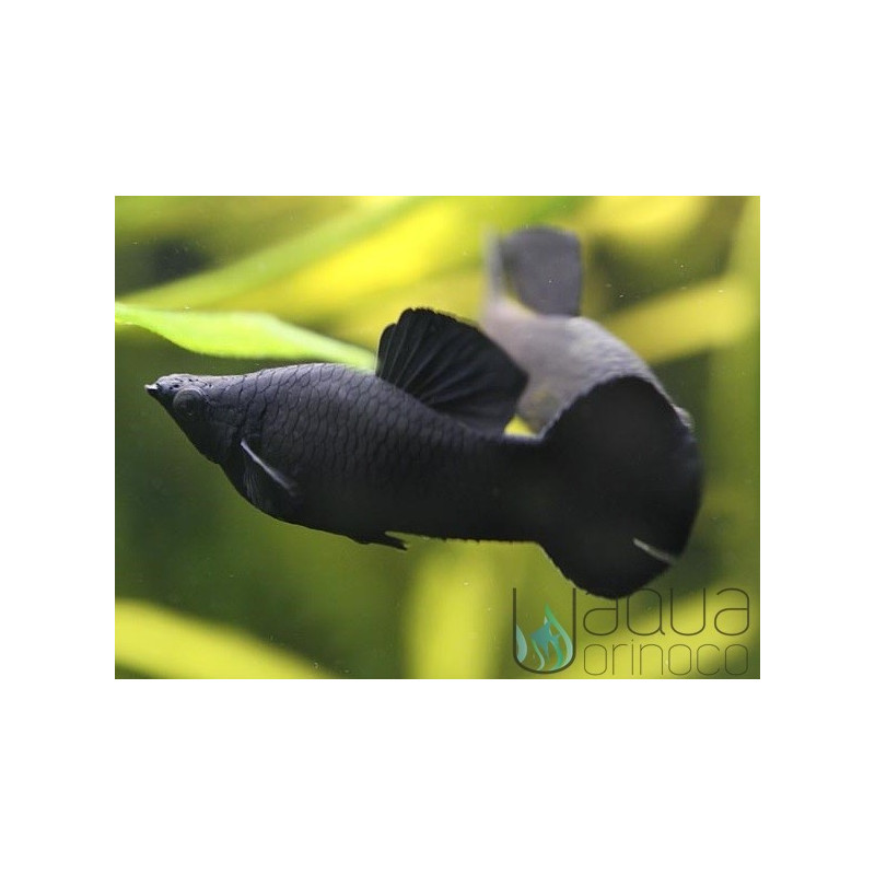 Molly negro - Poecilia sphenops