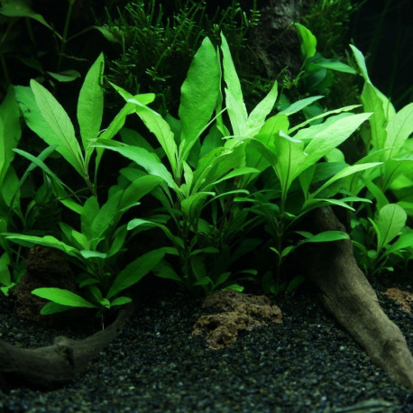 Hygrophila Costata (aka Angustifolia) Hygrophila Costata (aka Angustifolia)