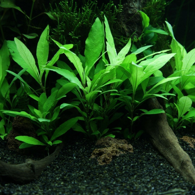 Hygrophila Costata (aka Angustifolia)