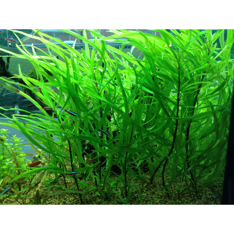 Hygrophila Costata (aka Angustifolia)