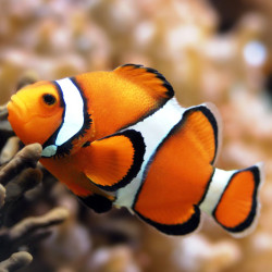 Pez payaso - Amphiprion ocellaris Pez payaso - Amphiprion ocellaris