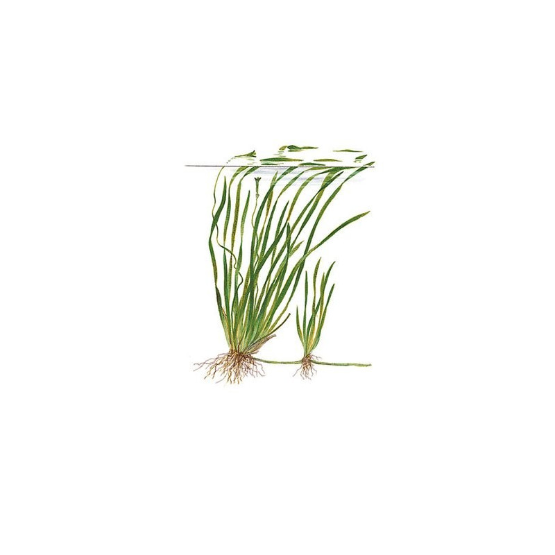 Vallisneria spiralis 'Tiger'