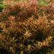 Rotala rotundifolia