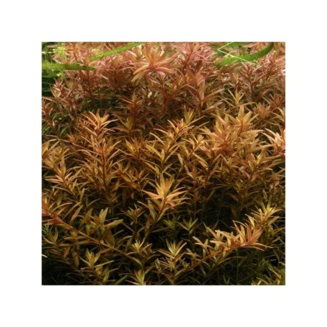 Rotala rotundifolia