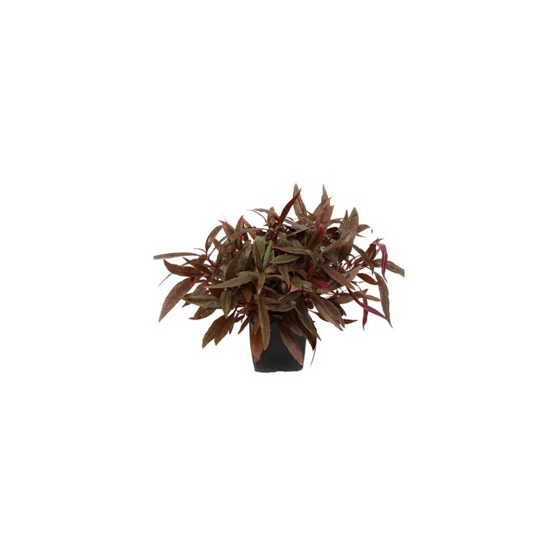 Alternanthera reineckii 'Pink' Alternanthera reineckii 'Pink'
