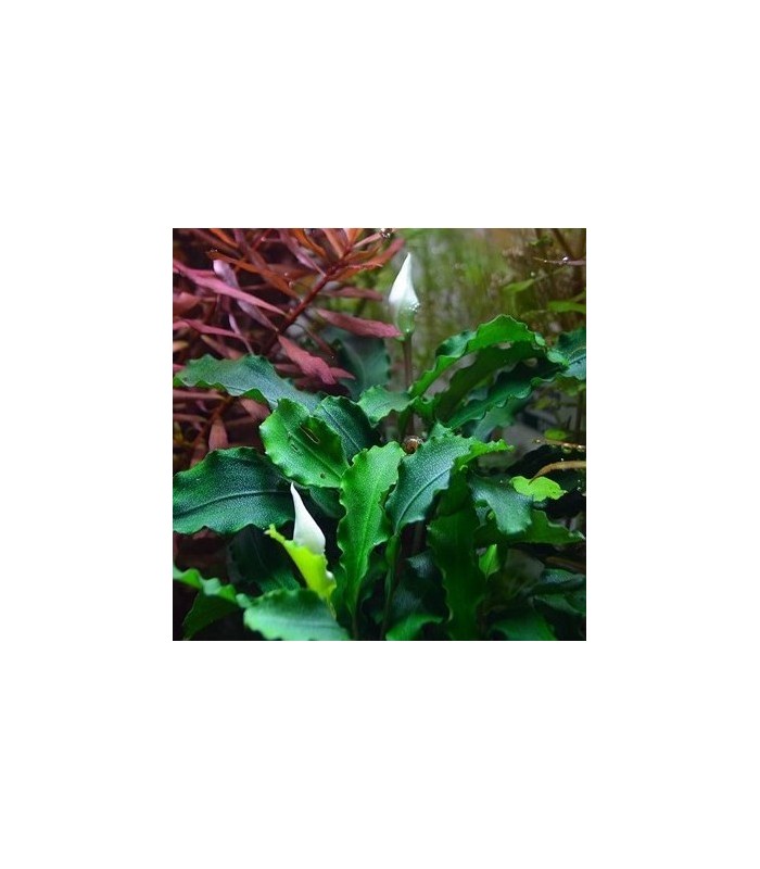 Bucephalandra pygmaea 'Bukit Kelam'