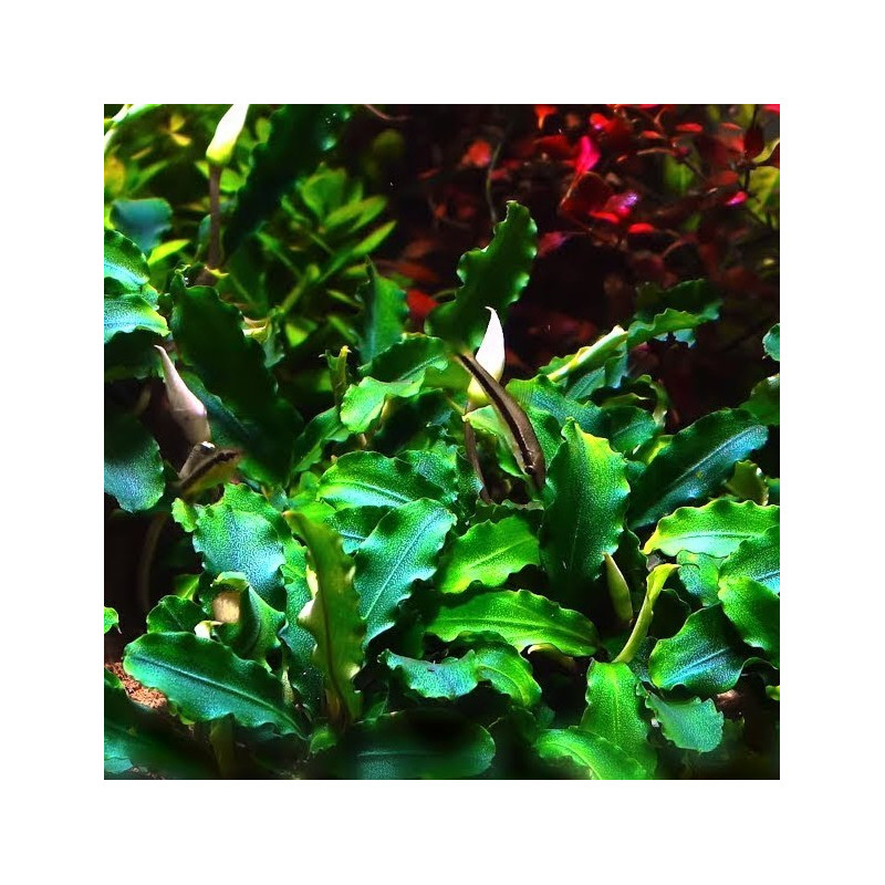 Bucephalandra pygmaea 'Bukit Kelam' Bucephalandra pygmaea 'Bukit Kelam'