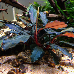 Bucephalandra sp. 'Red' - Tropica Bucephalandra sp. 'Red' - Tropica