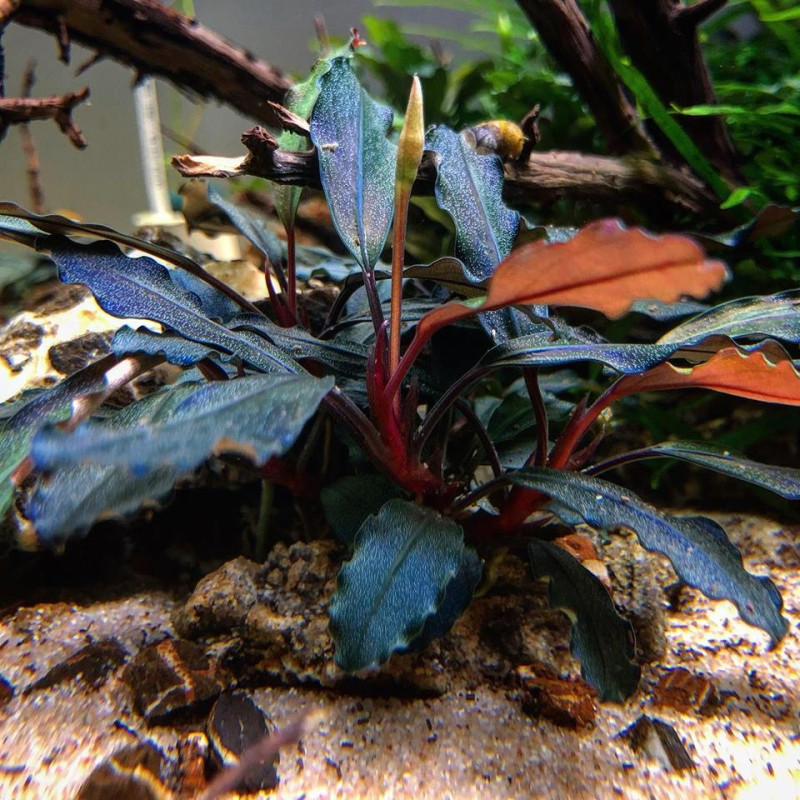 Bucephalandra sp. 'Rojo' - Tropica