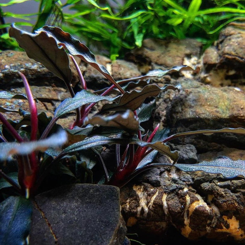 Bucephalandra sp. 'Rojo' - Tropica