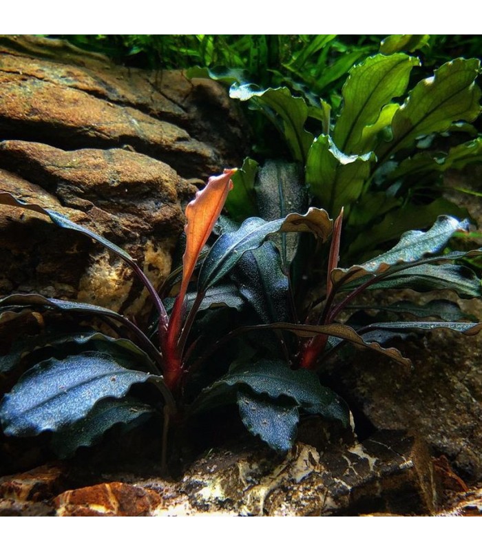 Bucephalandra sp. 'Rojo' - Tropica