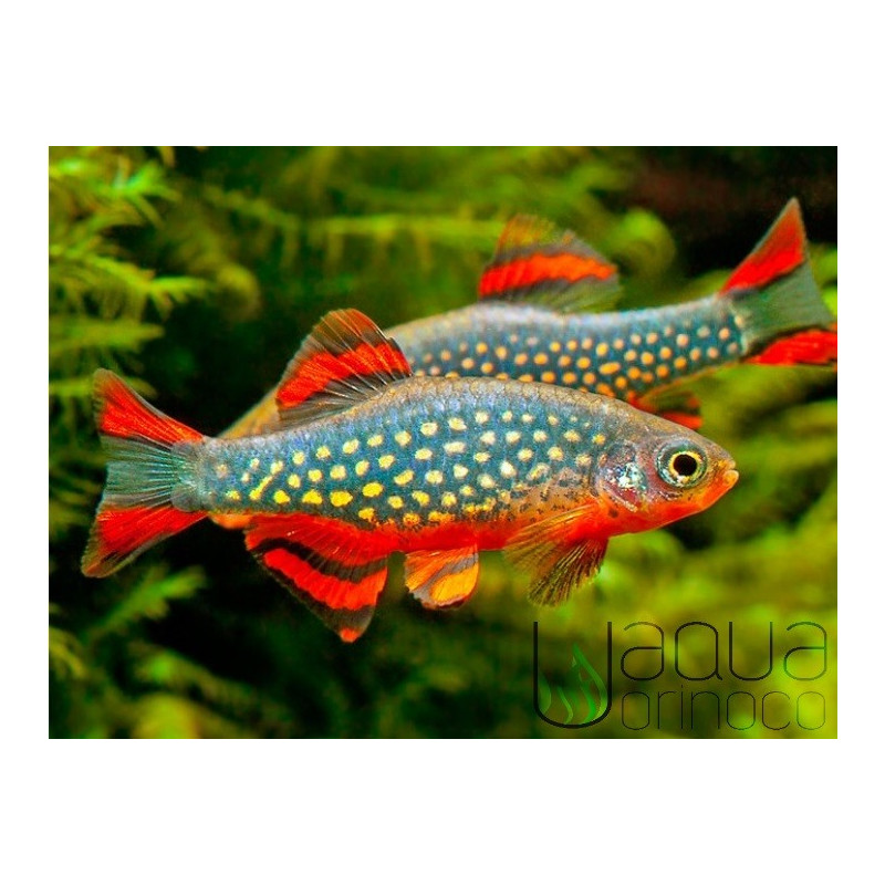 Microrasbora Galaxy - Celestichthys margaritatus