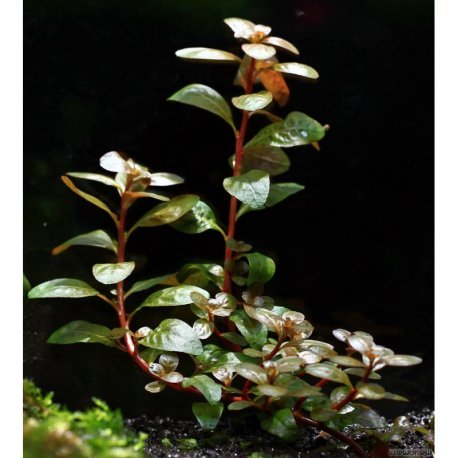 Ludwigia guinea / Ludwigia senegalensis