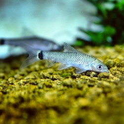 5x Comedor Algas - Crossocheilus Reticulatus S 5x Comedor Algas - Crossocheilus Reticulatus S