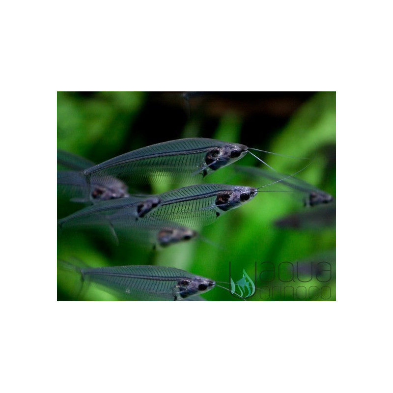 Bagre de cristal - Kryptopterus bicirrhis