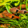 20X Rasbora Arlequim