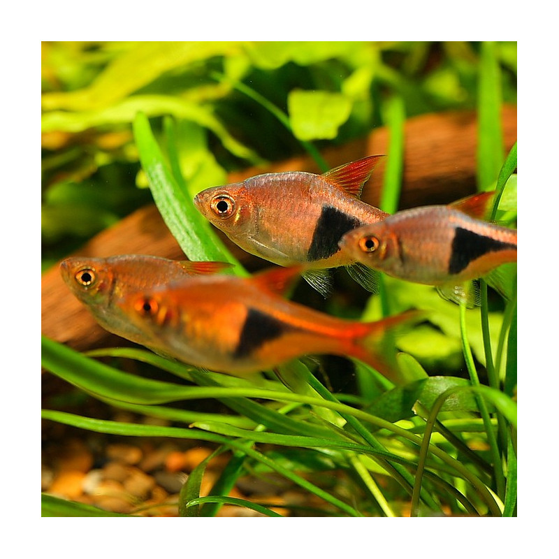 20X Rasbora Arlequim