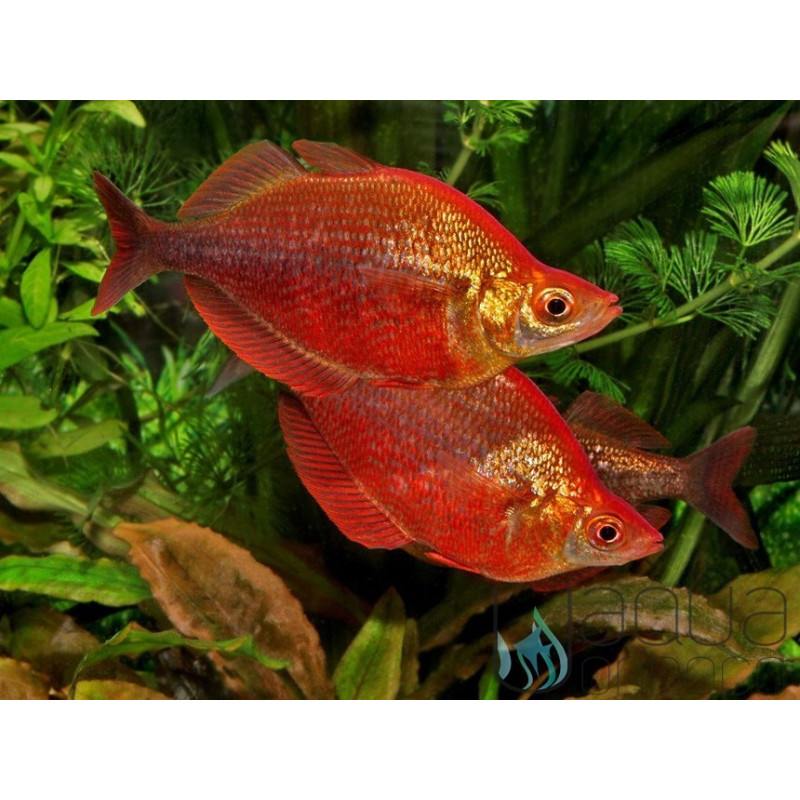 Pez arco iris rojo - Glossolepis incisus