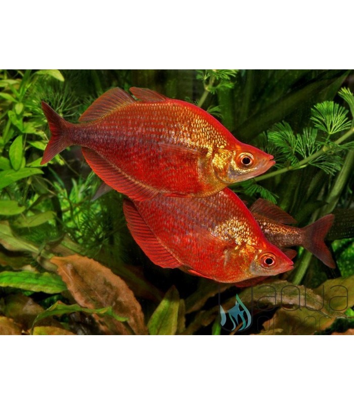 Pez arco iris rojo - Glossolepis incisus