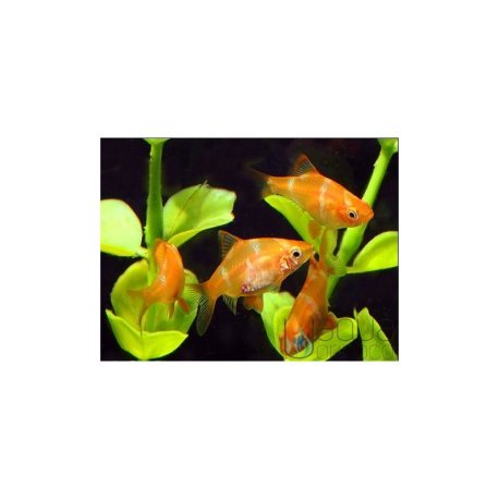 Puntius tetrazona 2.5-3.0 - Barbo Tigre Albino