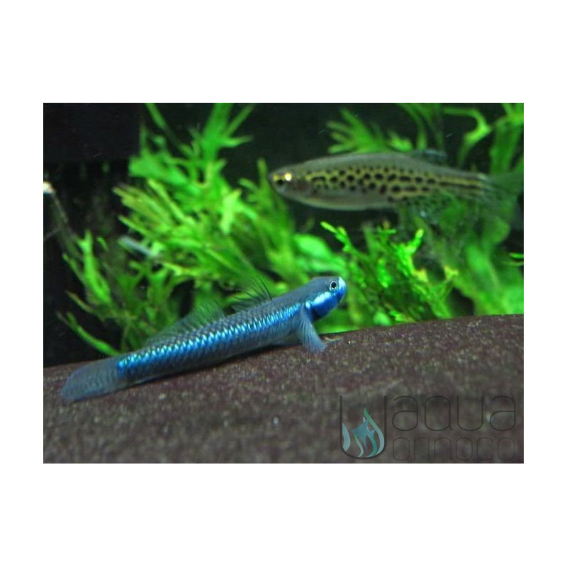 Stiphodon sp. Undio Blue - Gobio come algas azules