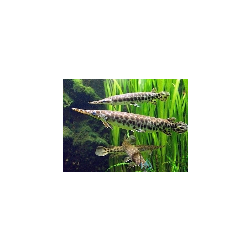 Spotted Gar - Lepisosteus oculatus 9-10cm