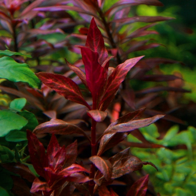 Alternanthera reineckii 'Variegated'