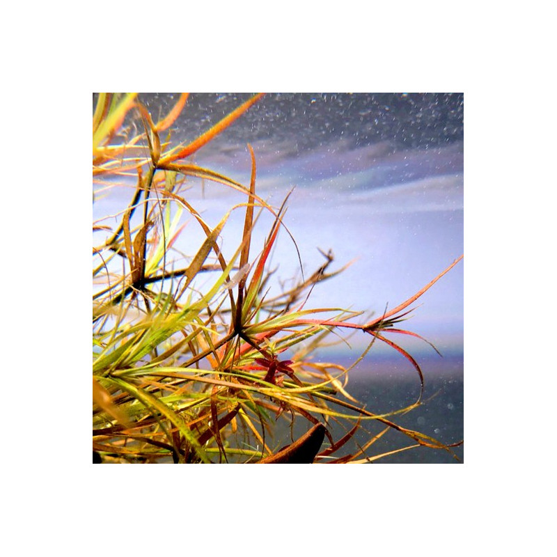 Juncus Repens