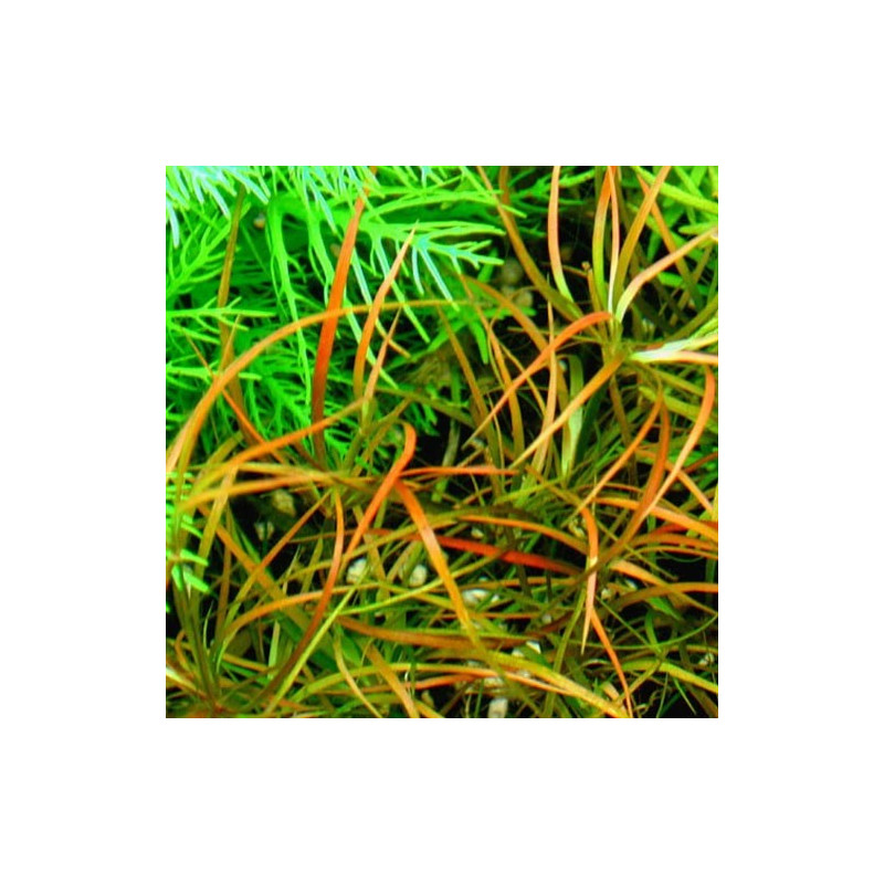 Juncus Repens