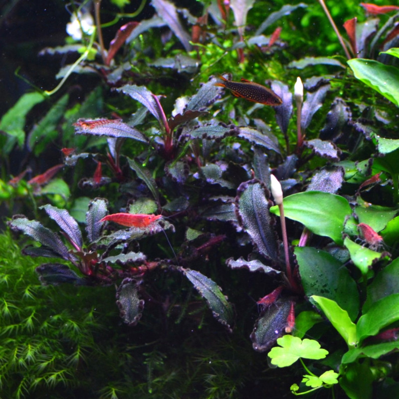 Bucephalandra sp. Lamandau Purple