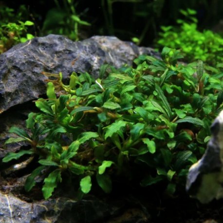 Bucephalandra sp. mini Catherinae